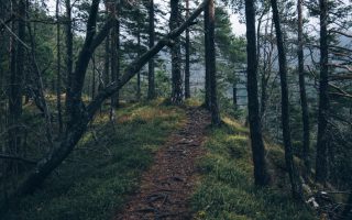 Post Format: Gallery