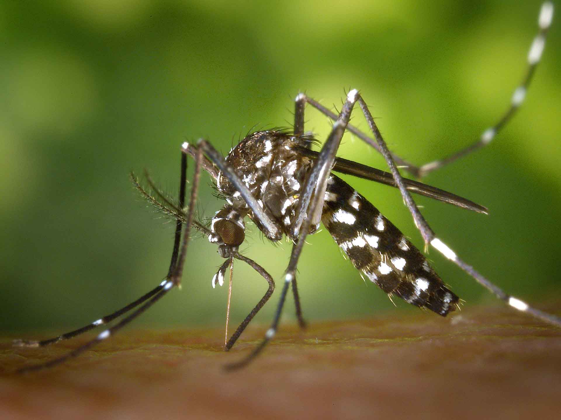 Mosquito-borne diseases has threaten World 6 mosquito