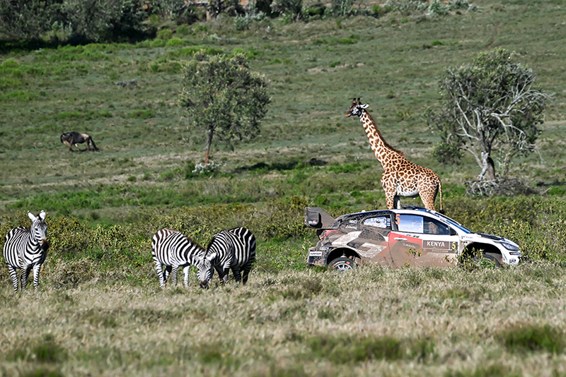Evans impérial au Safari : Toyota signe une cinquième victoire consécutive, le Gallois s'envole au classement. 3 Voiture 5 (Sami Pajari, Marko Salminen)